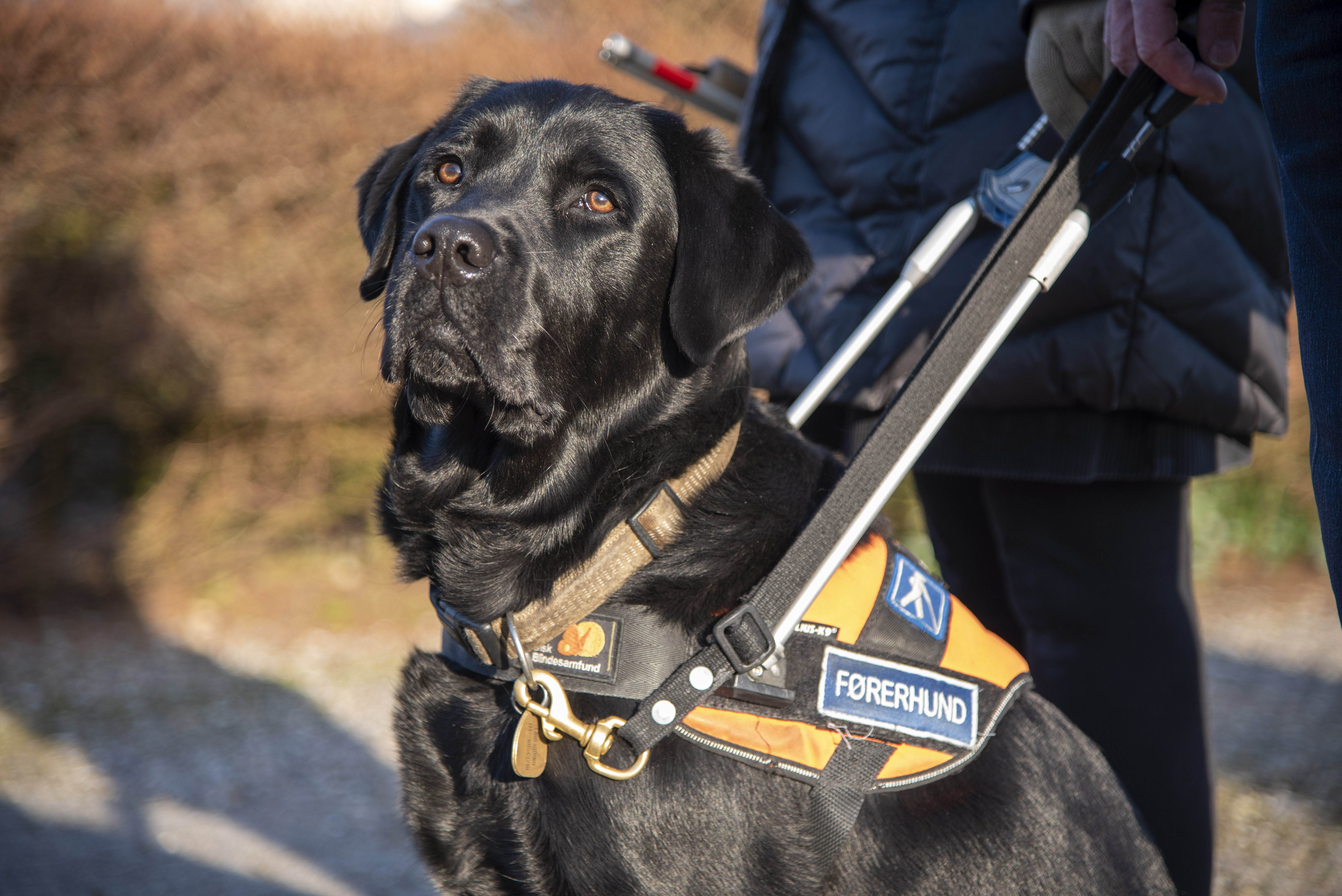 førerhundebevis fra Dansk Blindesamfund