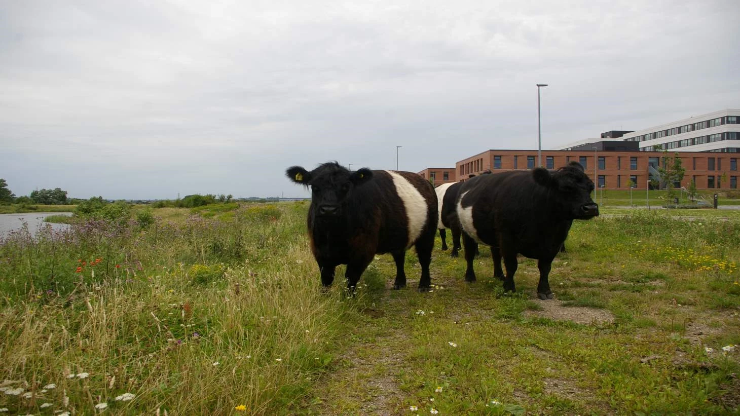 Køer der græsser tæt på hospitalet.